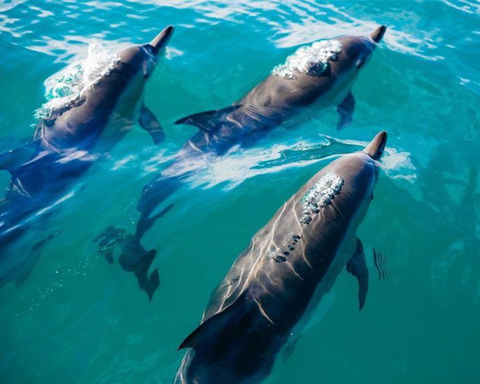 noosa whale watching tours