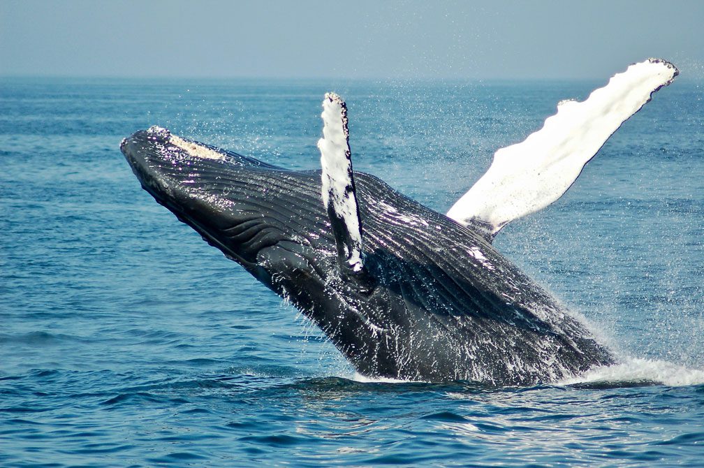 noosa whale watching tours