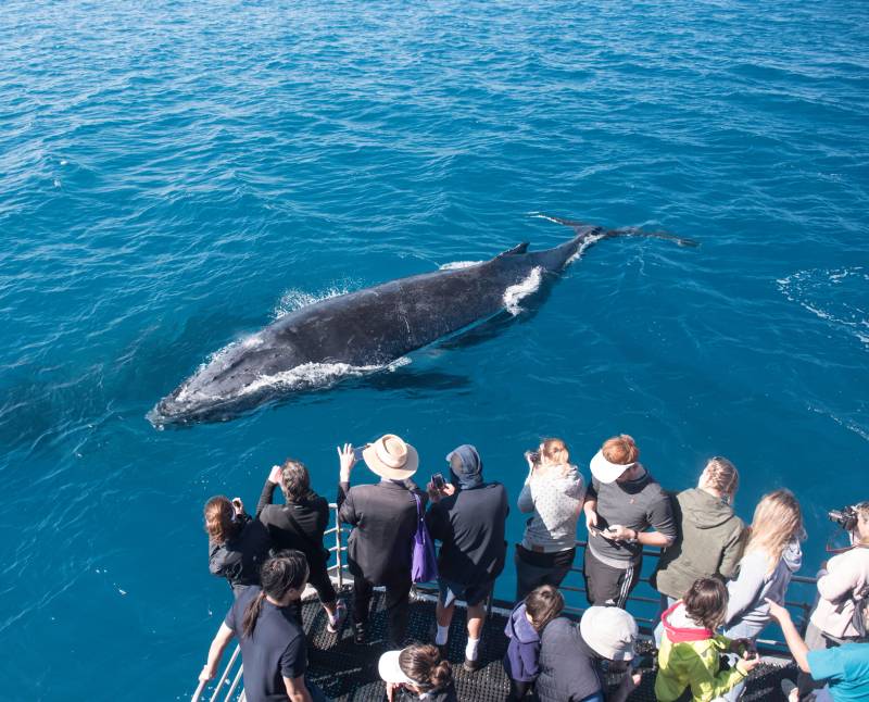 book-with-noosa-whale-watching-tours-today
